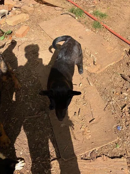 Bessemer 20 Dog