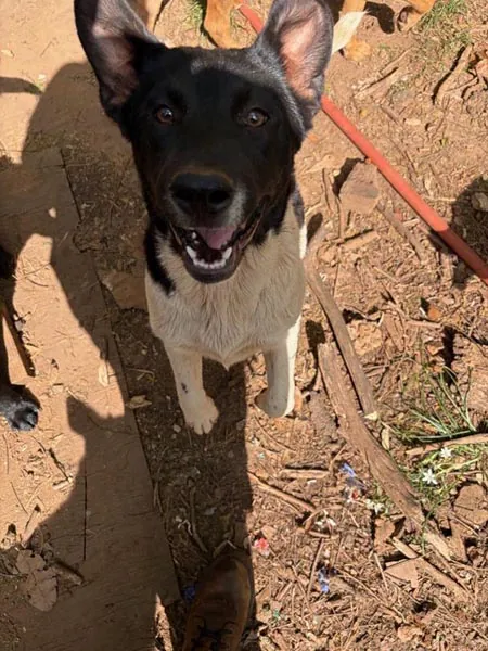 Bessemer 20 Dog