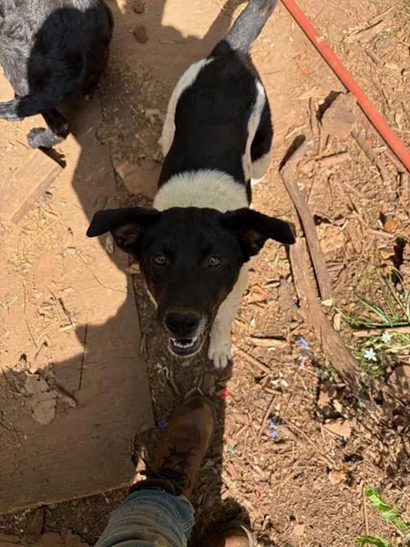 Bessemer 20 Dog
