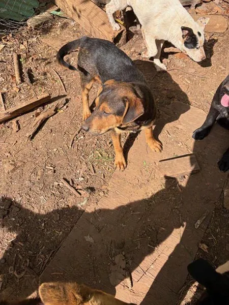Bessemer 20 Dog