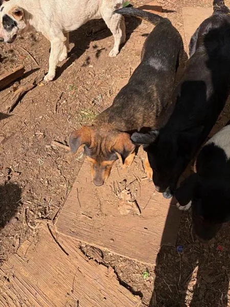 Bessemer 20 Dog