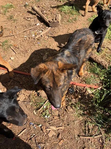 Bessemer 20 Dog