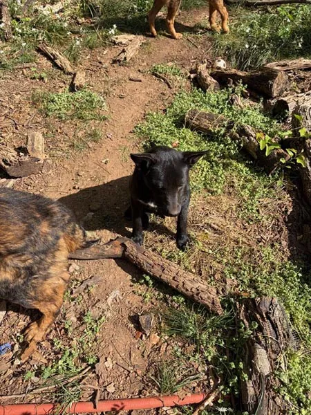 Bessemer 20 Dog