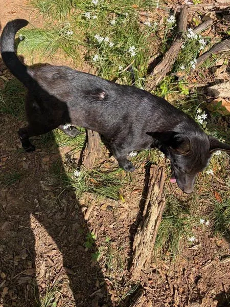 Bessemer 20 Dog