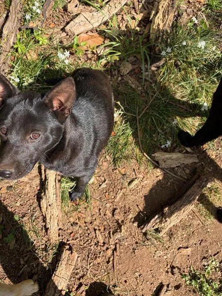 Bessemer 20 Dog
