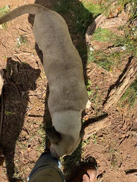 Bessemer 20 Dog