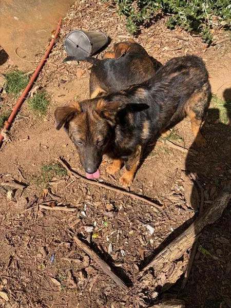 Bessemer 20 Dog