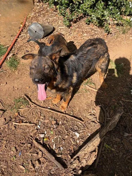 Bessemer 20 Dog