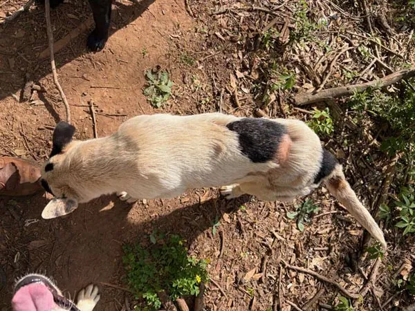Bessemer 20 Dog