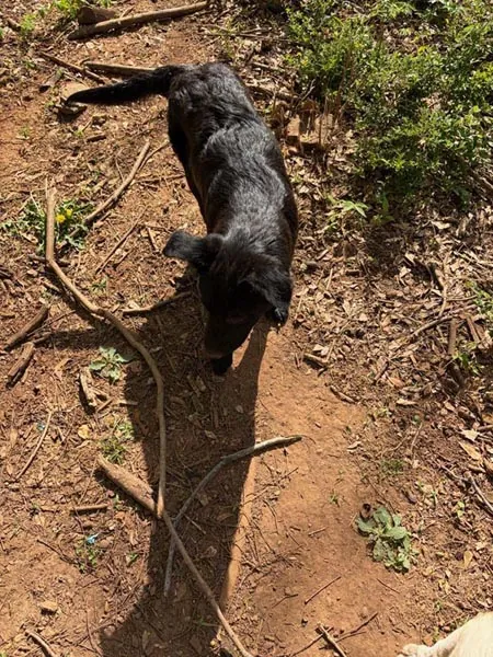 Bessemer 20 Dog