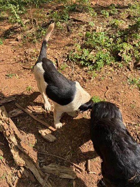 Bessemer 20 Dog
