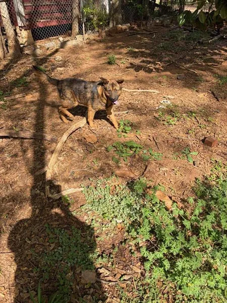 Bessemer 20 Dog