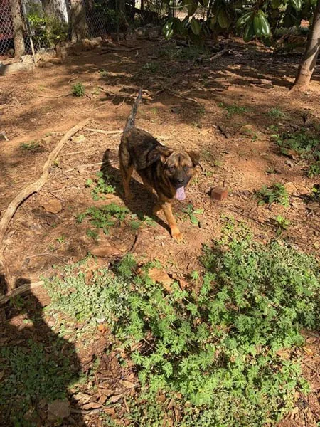 Bessemer 20 Dog