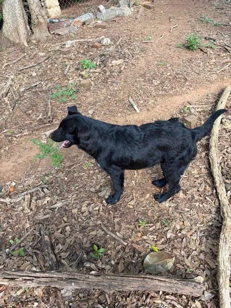 Bessemer 20 Dog