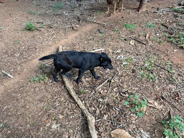 Bessemer 20 Dog