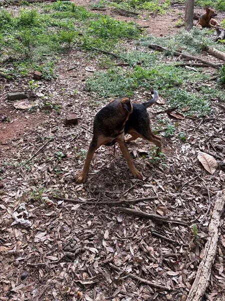 Bessemer 20 Dog