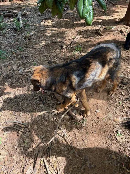 Bessemer 20 Dog