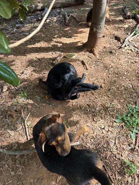 Bessemer 20 Dog