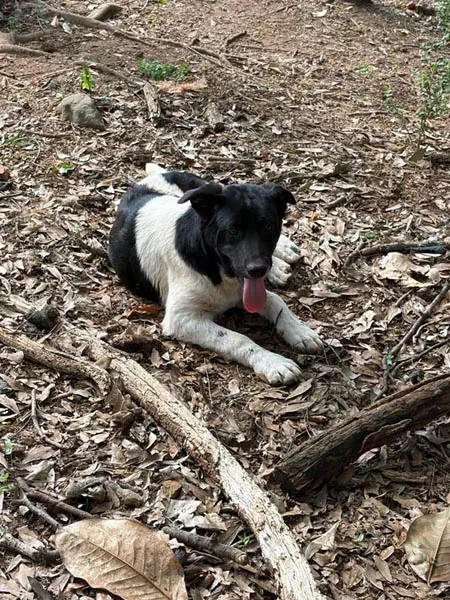 Bessemer 20 Dog