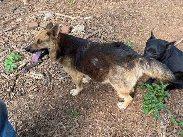Bessemer 20 Dog