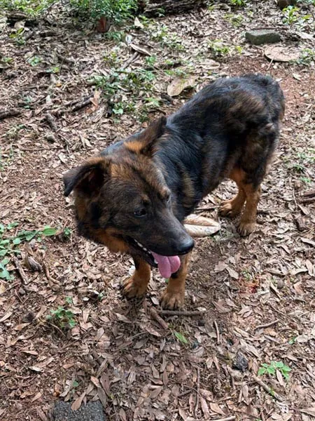 Bessemer 20 Dog
