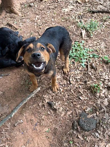 Bessemer 20 Dog