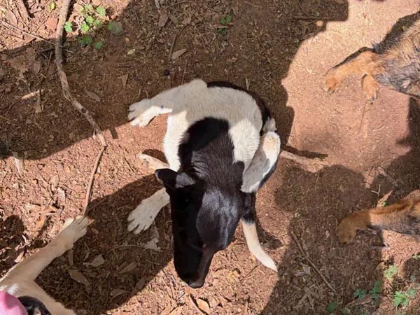 Bessemer 20 Dog