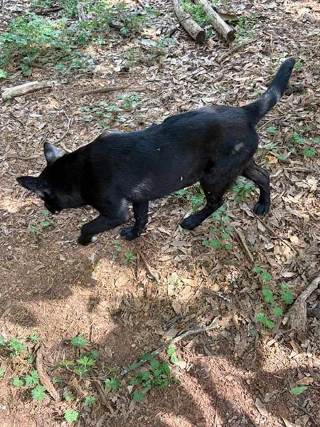 Bessemer 20 Dog