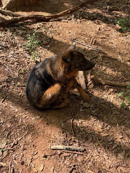 Bessemer 20 Dog