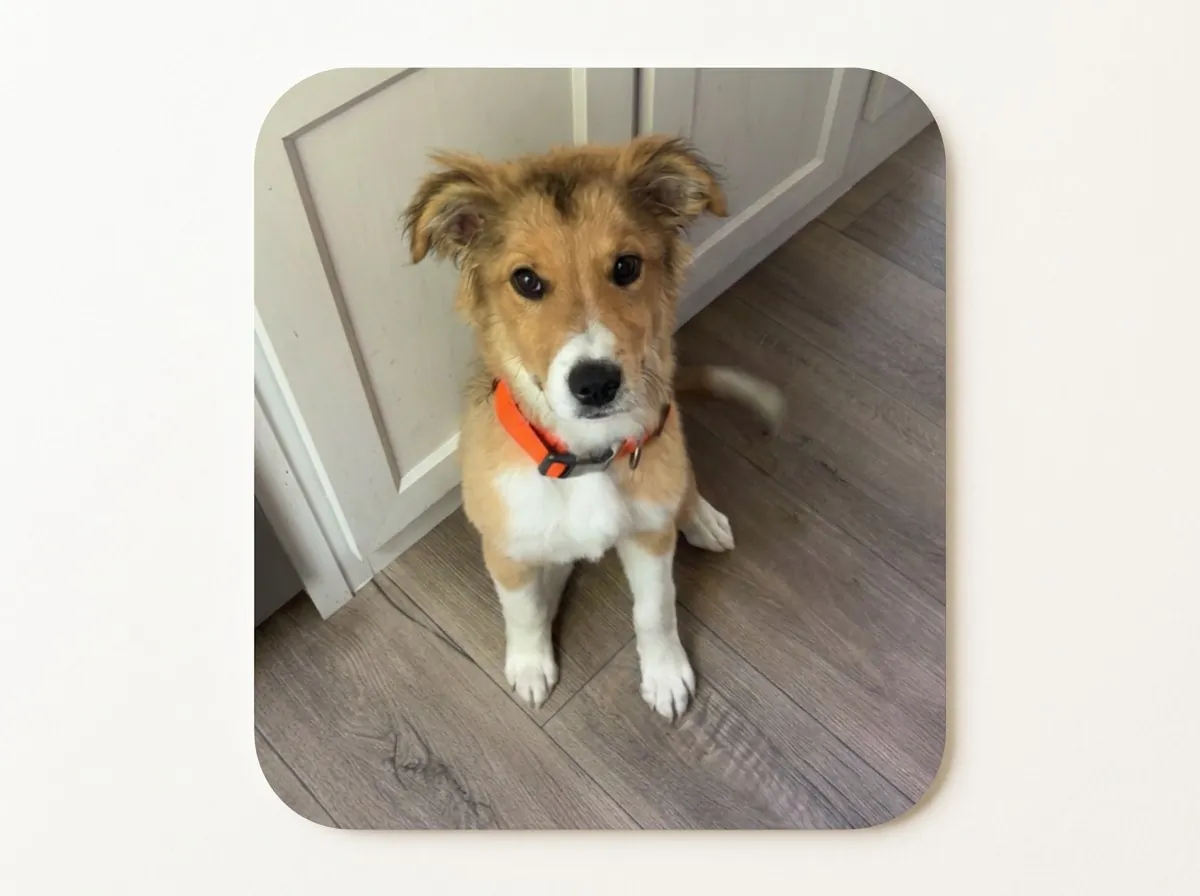 Dutch, a five-month-old sable and white Sheltie Border Collie mix puppy with an orange collar sitting on a hardwood floor