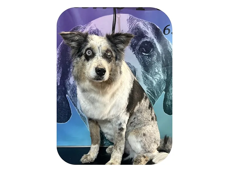 Nova, a blue merle senior dog with clouded eyes, sitting calmly at the groomer